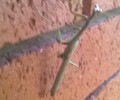 Click for the praying mantis